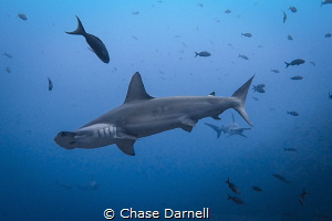 "Hammer Train"
Hammerheads coming in for a closer look! by Chase Darnell 